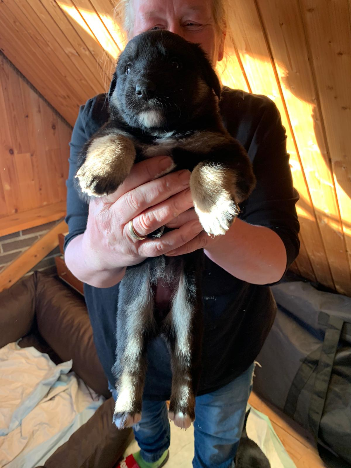 Helferin hält einen Hundewelpen auf dem Arm